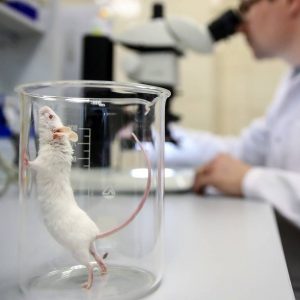 Оборудование для изучения поведения лабораторных животных