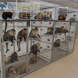 Игровые клетки для лабораторных приматов Vetbot CLP 21201